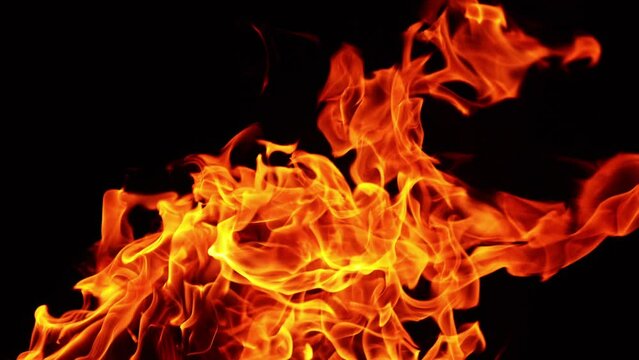 Hot red flame from the bonfire. Upper part of bonfire at black backdrop isolated. Close up.