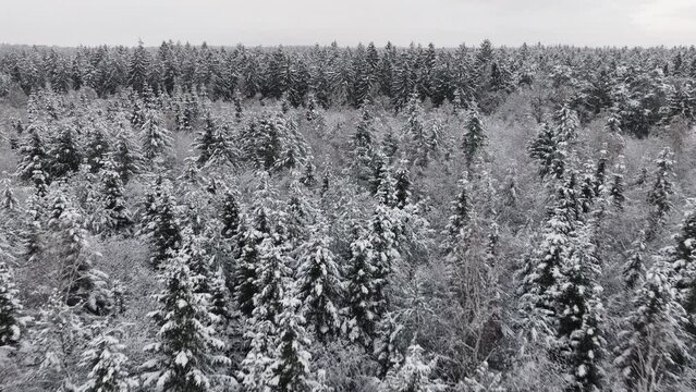 Aerial view of a snowy forest in northern germany