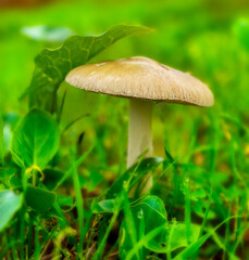Volvopluteus gloiocephalusgo, autumn mushroom growing in the countryside.