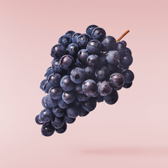 Fresh organic Blue Grape falling in the air isolated