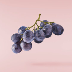 Fresh organic Blue Grape falling in the air isolated