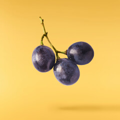 Fresh organic Blue Grape falling in the air isolated