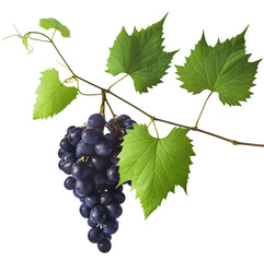 Fresh organic Blue Grape falling in the air isolated