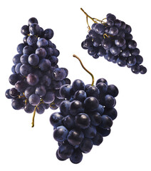 Fresh organic Blue Grape falling in the air isolated