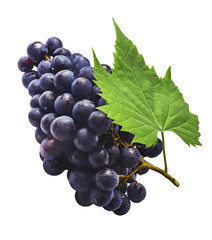 Fresh organic Blue Grape falling in the air isolated