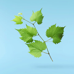 Fresh organic grape leaves falling in the air isolated