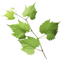 Fresh organic grape leaves falling in the air isolated
