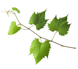 Fresh organic grape leaves falling in the air isolated
