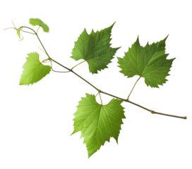Fresh organic grape leaves falling in the air isolated