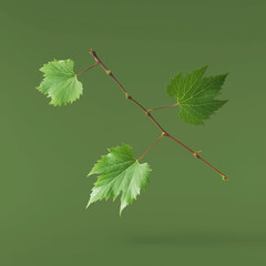 Fresh organic grape leaves falling in the air isolated
