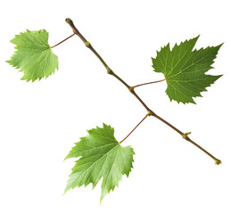 Fresh organic grape leaves falling in the air isolated