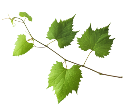 Fresh organic grape leaves falling in the air isolated