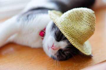 麦わら帽子をかぶった猫