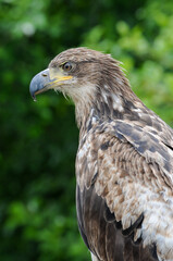 Juvenile Bald Eagle 