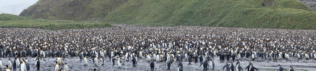 Obraz premium Panorama of a king penguin (Aptenodytes patagonicus) colony at Salisbury Plain, South Georgia Island