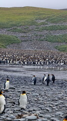 King penguin (Aptenodytes patagonicus) colony at Salisbury Plain, South Georgia Island