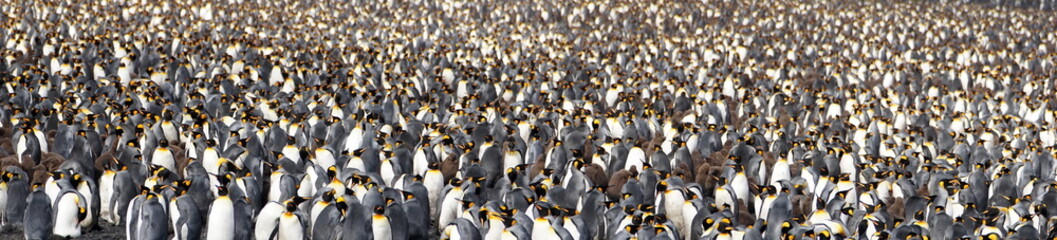 Panorama of a king penguin (Aptenodytes patagonicus) colony at Salisbury Plain, South Georgia Island