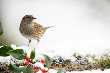 Fototapeta premium Dunnock (prunella modularis) on a snowy log in December, muted green background. Yorkshire, UK in Winter