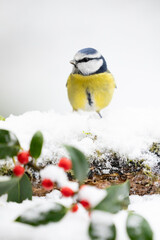 Beautiful blue and yellow Blue Tit (Cyanistes caeruleus) perched on a snowy log in Winter. Yorkshire, UK, December