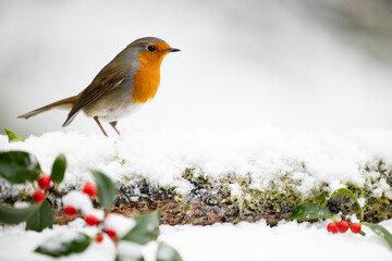 Adult Robin (erithacus rubecula) perched on a snowy log with a wintery, white background - Yorkshire, UK in Winter