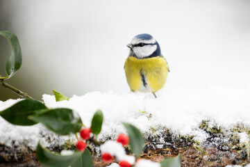 Beautiful blue and yellow Blue Tit (Cyanistes caeruleus) perched on a snowy log with a wintery,...