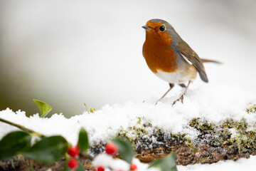 Adult Robin (erithacus rubecula) perched on a snowy log with a wintry, white background and red holly berries in the foreground - Yorkshire, UK in Winter
