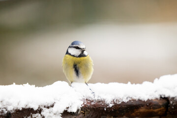 Obraz na płótnie Canvas Beautiful blue and yellow Blue Tit (Cyanistes caeruleus) perched on a snowy log in Winter. Yorkshire, UK, December