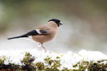 Side view of an Adult Female Eurasian Bullfinch (Pyrrhula pyrrhula) perched on a snowy, branch in wintry, garden scene - Yorkshire, UK in December