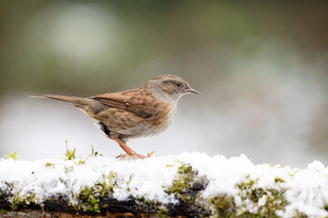 Side view of a beautiful Dunnock (prunella modularis) perched on a snowy log in December, muted green and white background. Yorkshire, UK in Winter