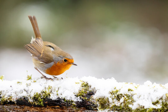 Festive Adult Robin (erithacus rubecula) crouched on a snowy log with a wintry, white background - Yorkshire, UK in Winter