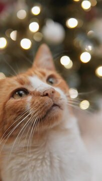The cat sends you a festive purr and indescribable warmth these Christmas days. Vertical video. Close-up of a cat's face and a Christmas tree with blurred lights in the background.