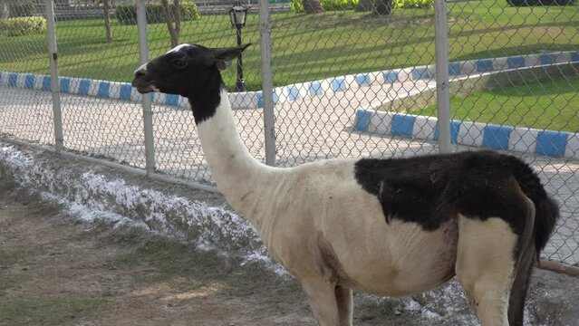 llama (Lama glama) pair in Multan zoo 4k