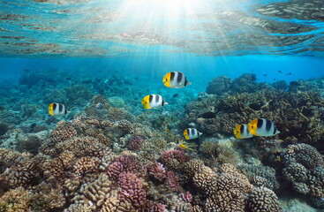 Naklejka na ściany i meble Coral reef with tropical fish and sunlight underwater in the south Pacific ocean, French Polynesia, Rangiroa