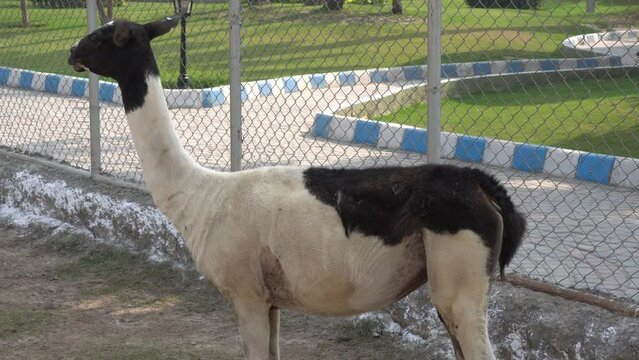 llama (Lama glama) pair in multan zoo _4k