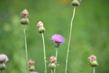 small purple flower in field