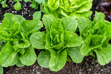 Homegrown Baby Cos Lettuce