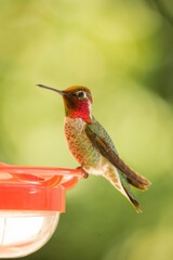 Anna's Hummingbird