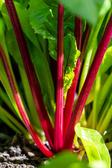 Obraz premium Growning Rainbow Spinach