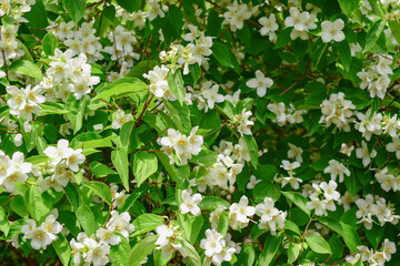 Beautiful jasmine flowers blooming outdoors, closeup