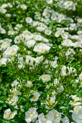 Beautiful white roses blooming outdoors, closeup