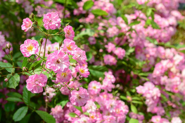 Beautiful pink roses in garden, closeup