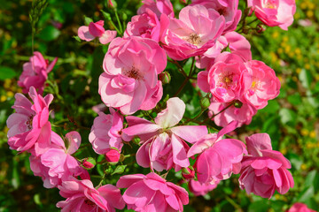 Pink roses blooming on sunny day, closeup