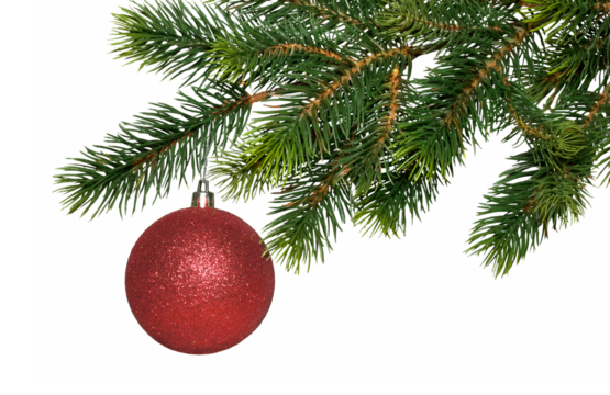 Christmas tree branch and single red glass ball isolated on white, transparent background, PNG. New year decor, traditional holiday decoration