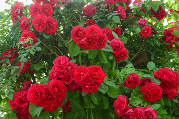 Beautiful red roses blooming in village, closeup