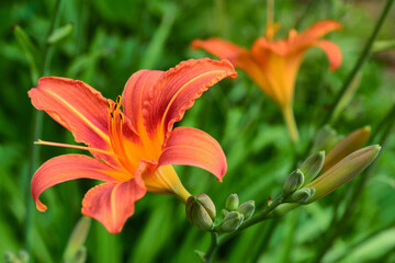 Beautiful orange lily flower in village, closeup