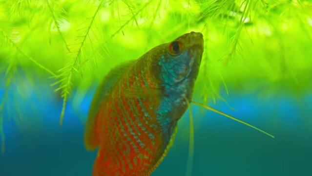 Dwarf Gourami fish, Trichogaster lalius, male specimen with red orange stripes coloration. Macro close up slow motion in aquarium. Species of fish native to southeastern Asia. Tropical fish hobby.
