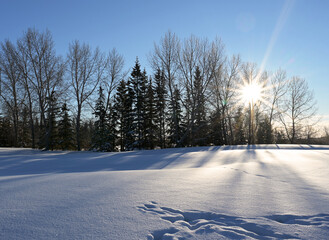 Winter landscape with sun flare through trees in Edmonton, Alberta Canada