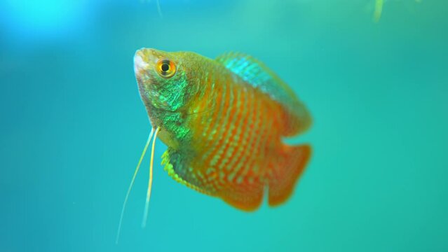 Dwarf Gourami fish, Trichogaster lalius, male specimen with red orange stripes coloration. Macro close up slow motion in aquarium. Species of fish native to southeastern Asia. Tropical fish hobby.