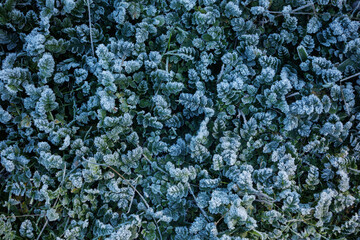 Frost and ice nature details