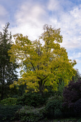 Tipuana tipu (Benth.) Kuntze or tipu tree in autumn